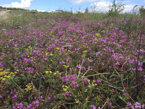 Image of Thymus calcareus Klokov & Des.-Shost.