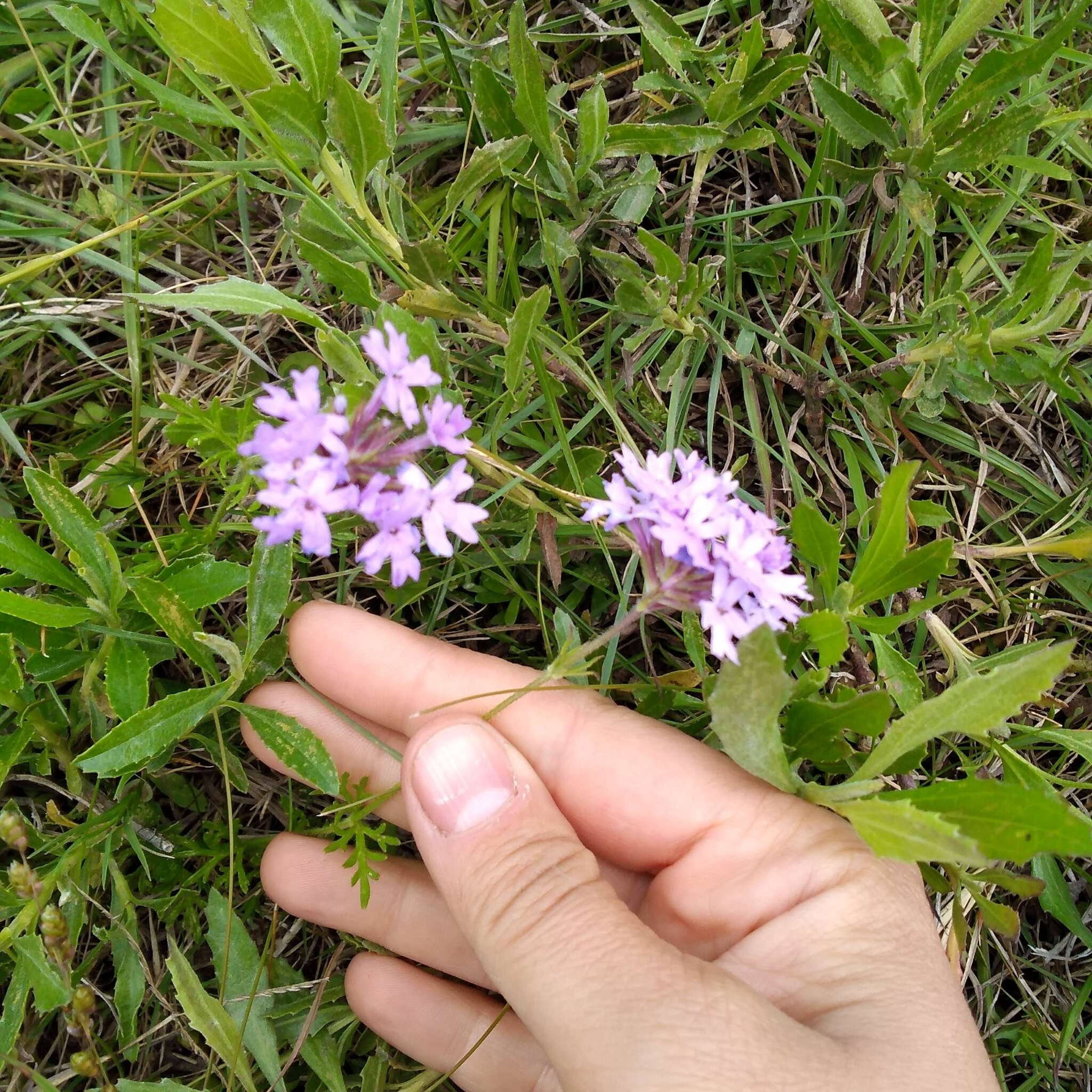 Image de Glandularia selloi (Spreng.) Tronc.