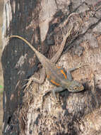 Image of Common agama