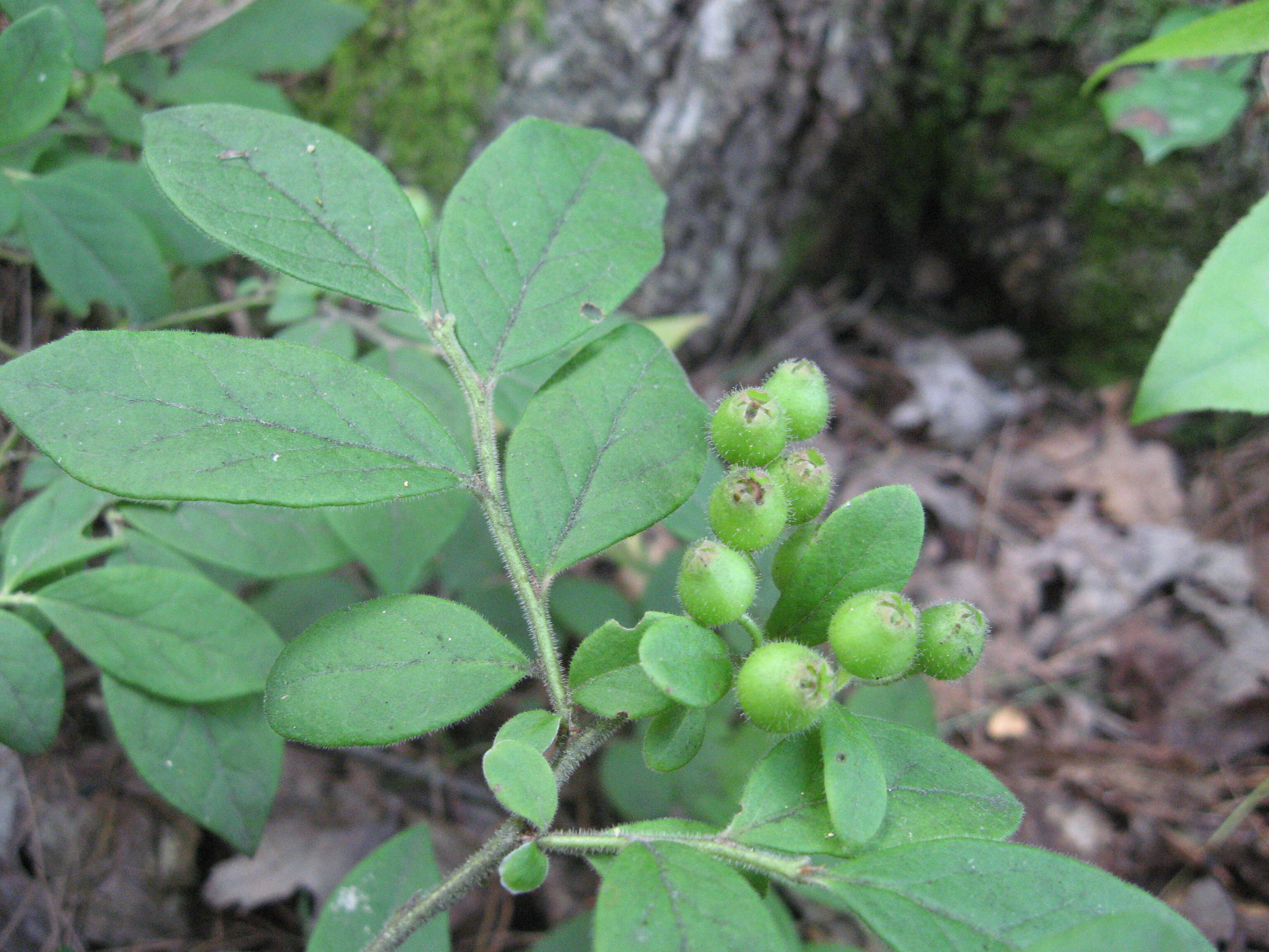 Sivun Vaccinium hirsutum Buckl. kuva