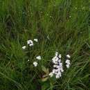 Sabatia macrophylla Hook. resmi