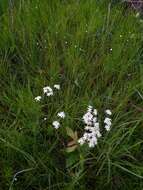 Sabatia macrophylla Hook. resmi