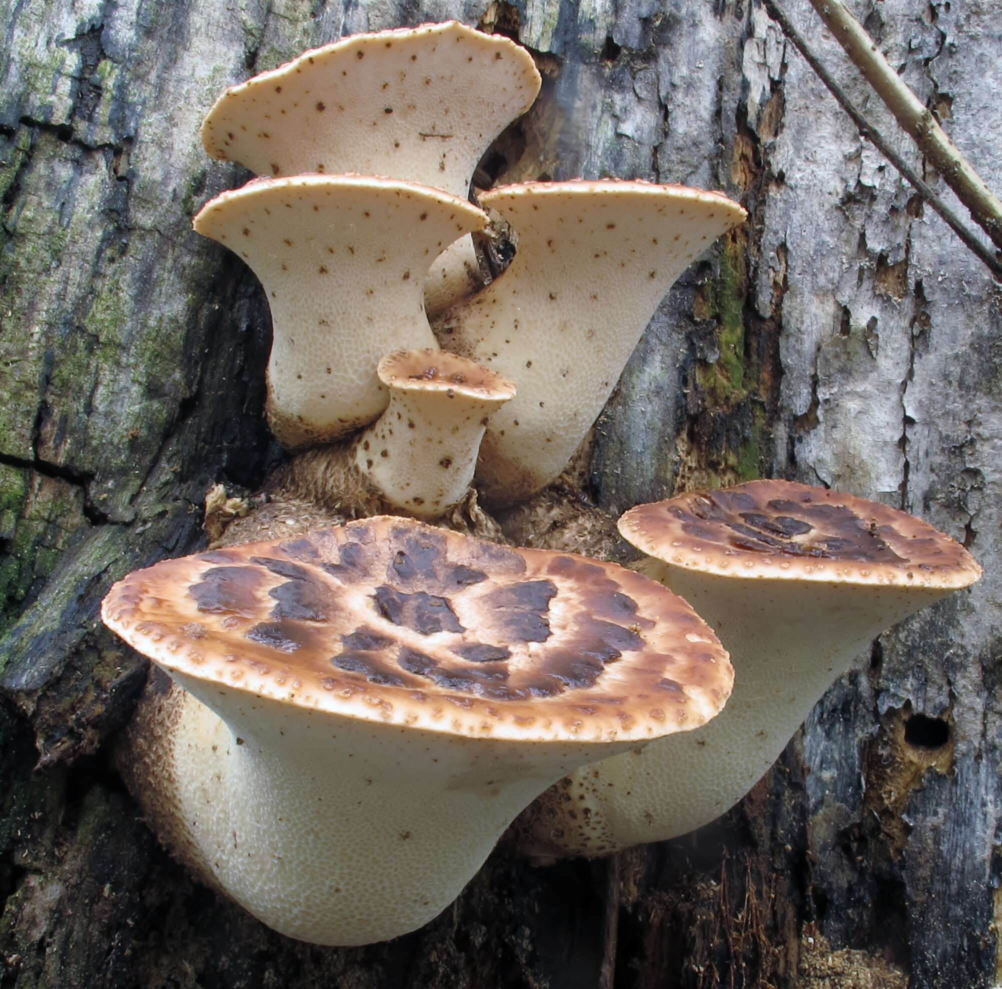 Image of dryad's saddle