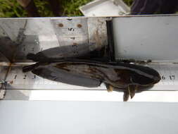 Image of Amur catfish