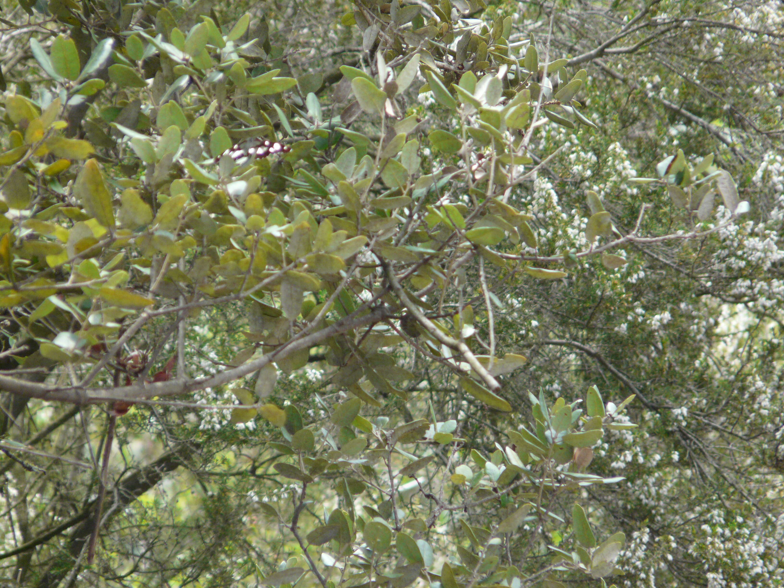 Image of Holm Oak