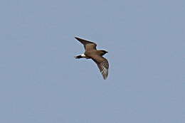 Image of Madagascan Pratincole