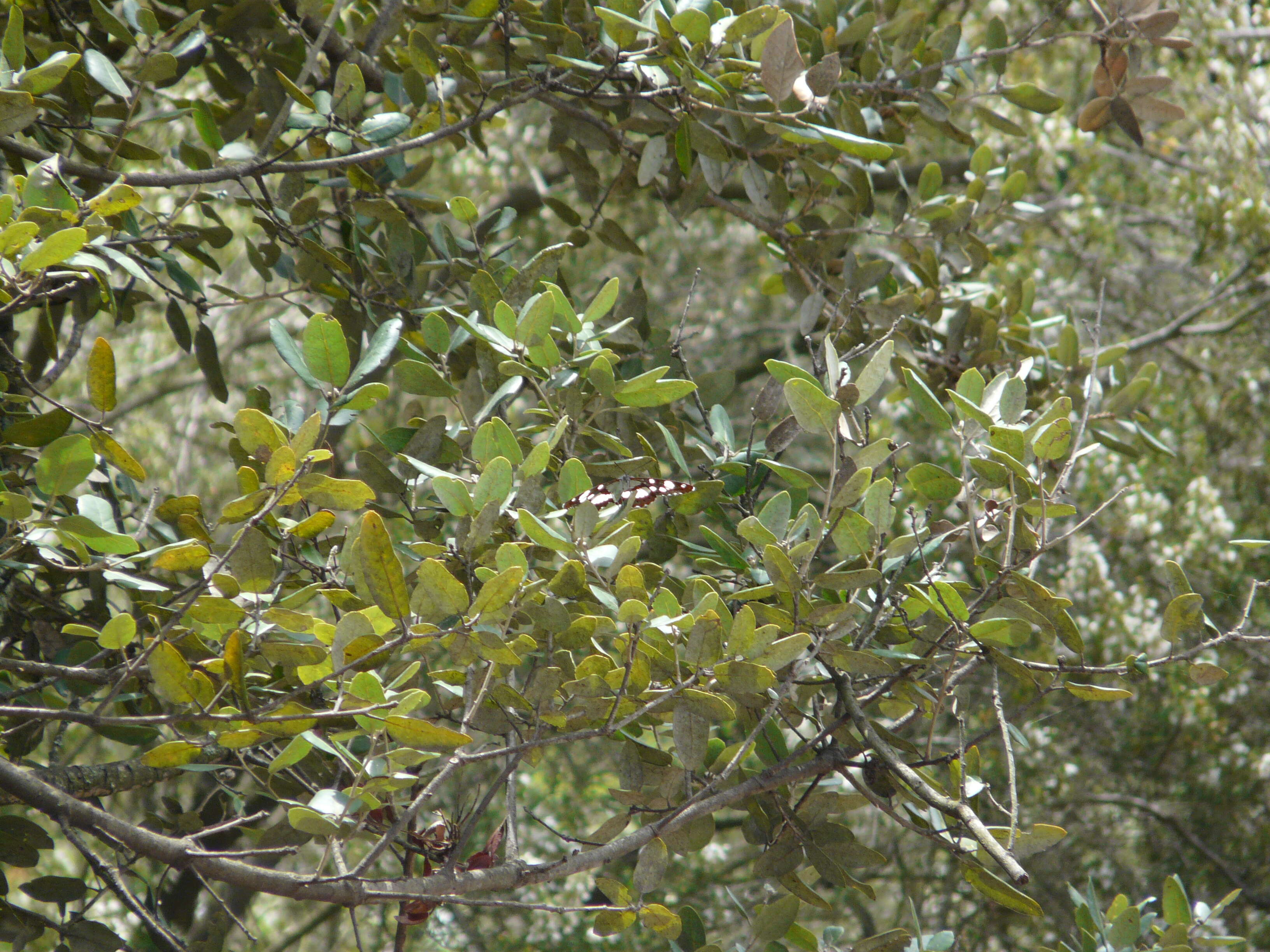 Image of Holm Oak