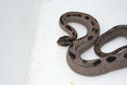 Image of Pygmy Rattlesnake