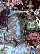 Image of ninetooth pebble crab