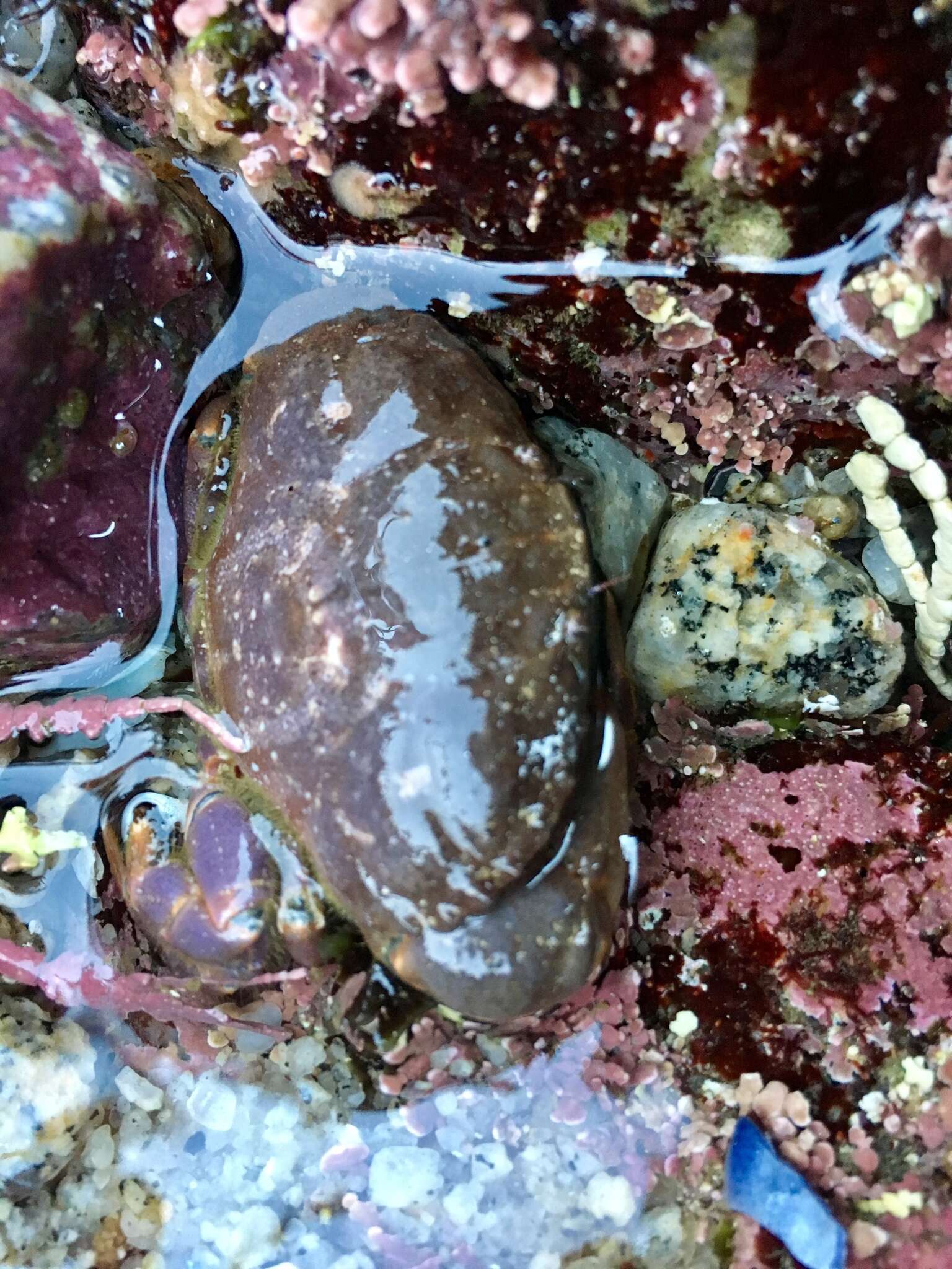 Image of ninetooth pebble crab