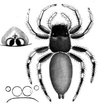 Image of Cosmophasis