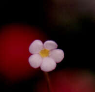 Image of Pinguicula filifolia Wright ex Griseb.