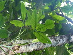 Image of Syngonium yurimaguense Engl.