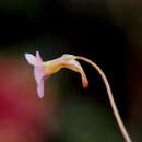Sivun Pinguicula filifolia Wright ex Griseb. kuva