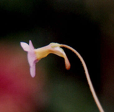 Image of Pinguicula filifolia Wright ex Griseb.