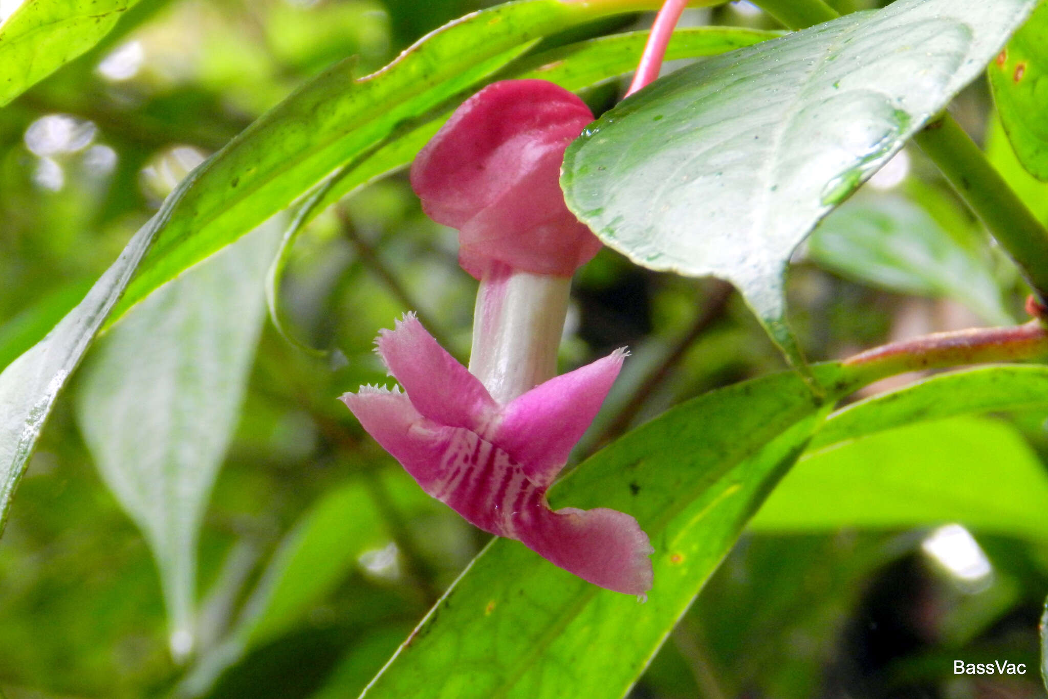 Image of Drymonia conchocalyx Hanst.