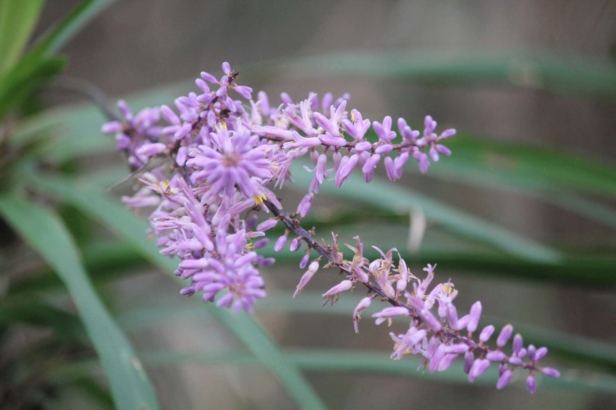 Imagem de Cordyline stricta (Sims) Endl.