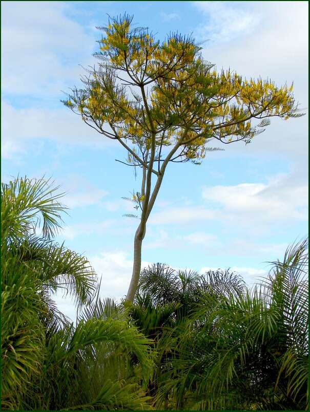 Plancia ëd Schizolobium parahyba (Vell.) S. F. Blake