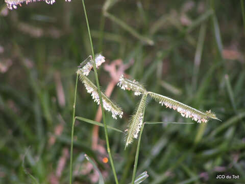 Image of LM grass