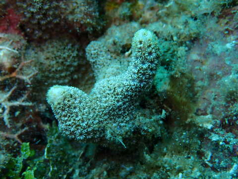 Image of anemone coral