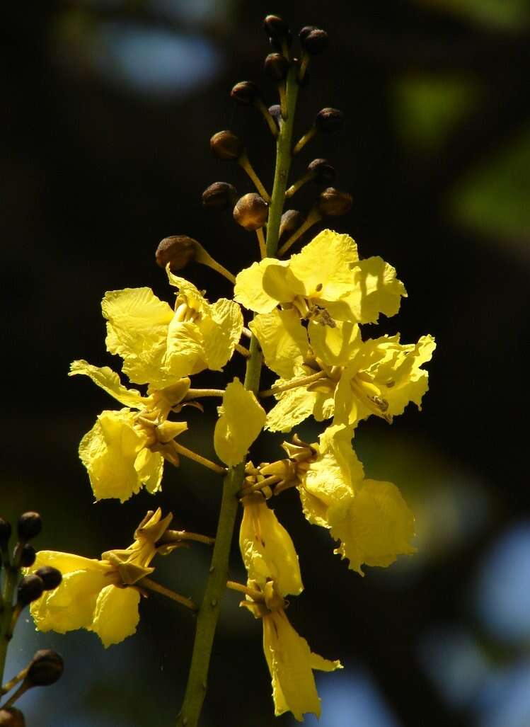 Plancia ëd Schizolobium parahyba (Vell.) S. F. Blake