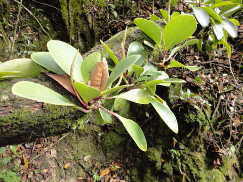 Peperomia obtusifolia (L.) A. Dietr. resmi