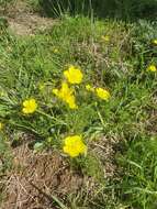 Image of Ranunculus millefolius Banks & Solander