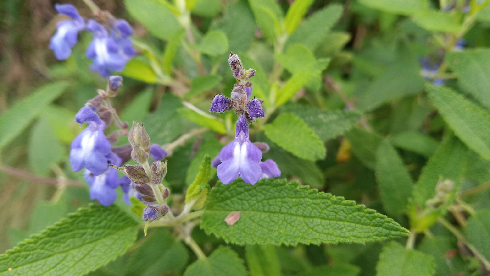 Image of Salvia calolophos Epling