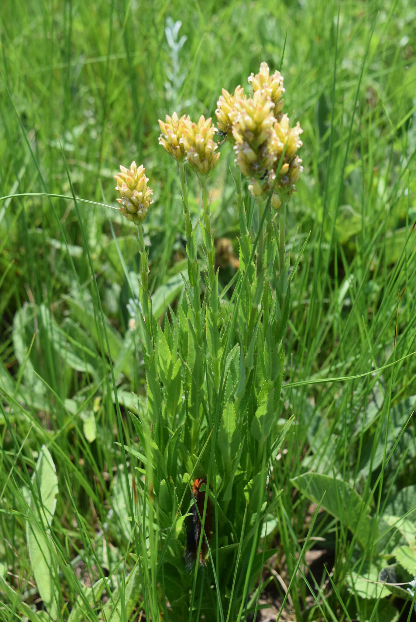 Image of Cyphia elata Harv.