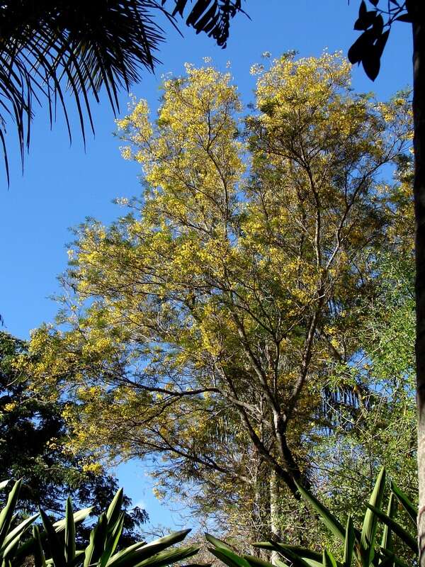 Image of African weeping-wattle