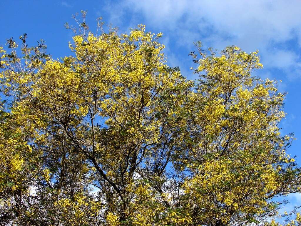 Image of African weeping-wattle