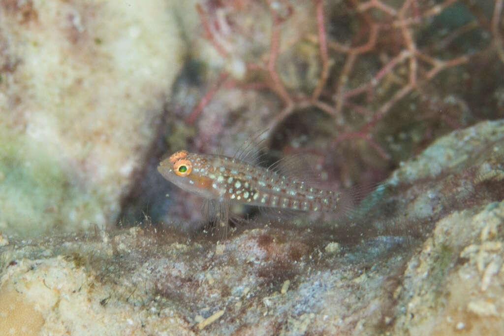 Image of Storthynx dwarfgoby