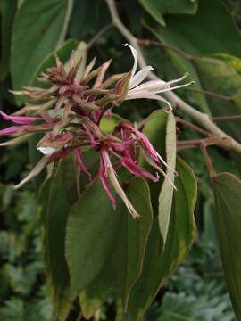 Sivun Bauhinia divaricata L. kuva