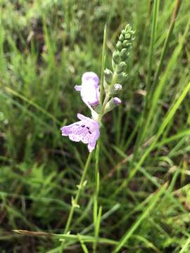 Image of Eastern False Dragonhead