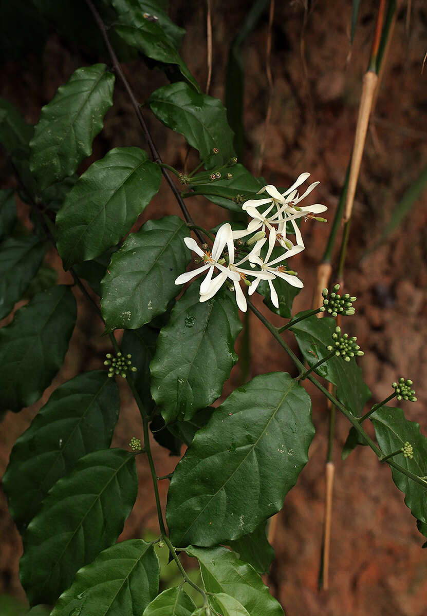 Image de Turraea vogelii Hook. fil.