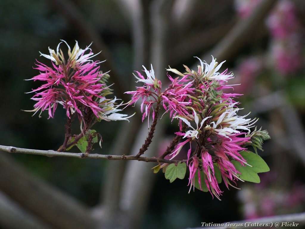 Sivun Bauhinia divaricata L. kuva