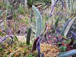 Sivun Elaphoglossum engelii (H. Karst.) H. Christ kuva