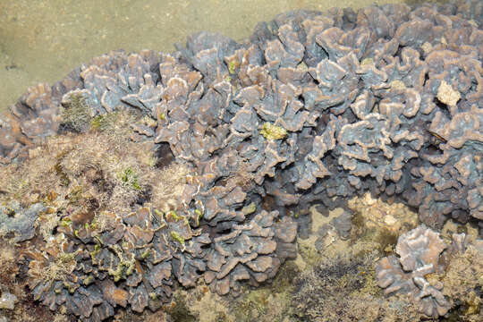 Image of Palm Lettuce Coral