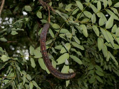 Sivun Cassia brewsteri F. Muell. kuva