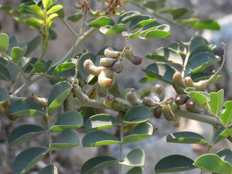 Image of Indigofera coerulea Roxb.