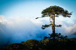 Image of Monkey Puzzle