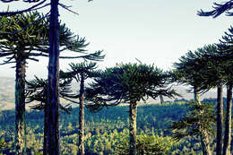 Image of Monkey Puzzle