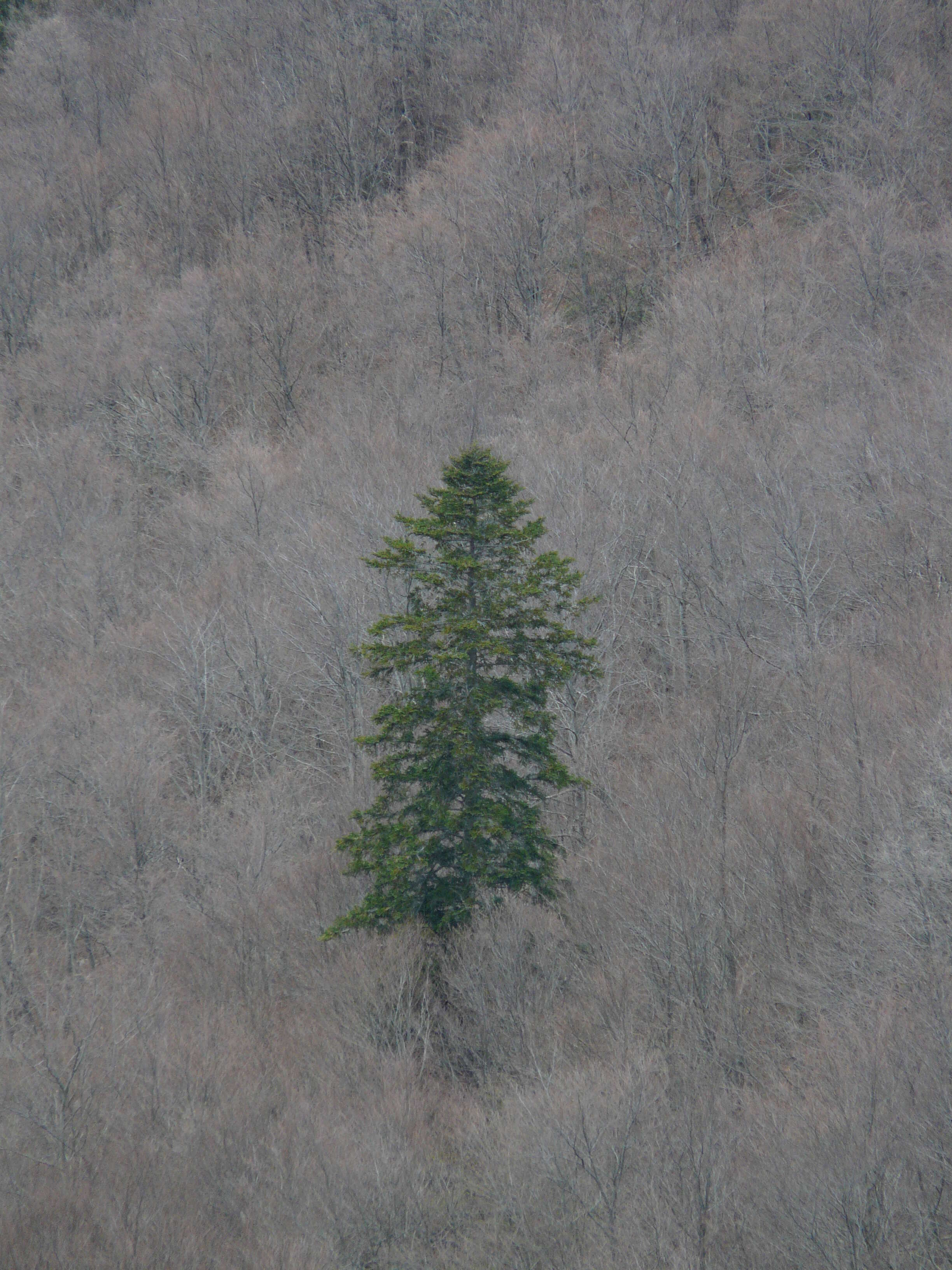 Image of Silver Fir