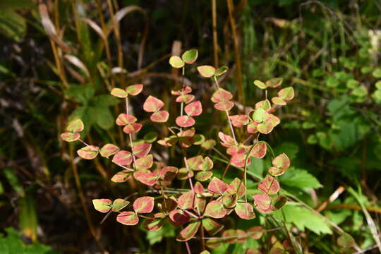 Image of Euphorbia lucorum Rupr.