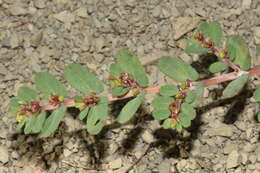 Image of Euphorbia leucantha (Klotzsch & Garcke) Boiss.