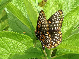 Image of Baltimore Checkerspot