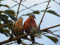 Image of Ruddy Ground Dove