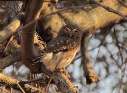 Image of Ferruginous Pygmy Owl