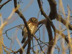 Image of Ferruginous Pygmy Owl