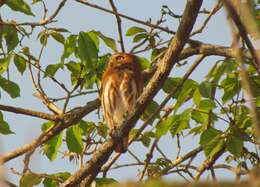 Image of Ferruginous Pygmy Owl